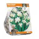 Baltus Narcissus Triandrus Ice Wings bloembollen per 3 stuks